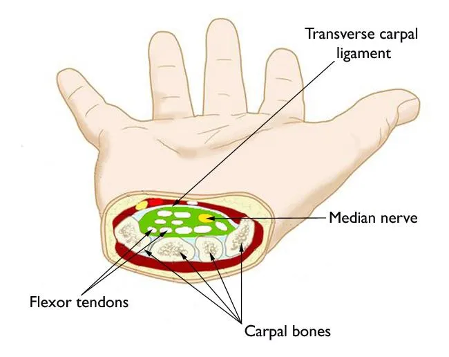 Carpal tunnel compartment anatomy